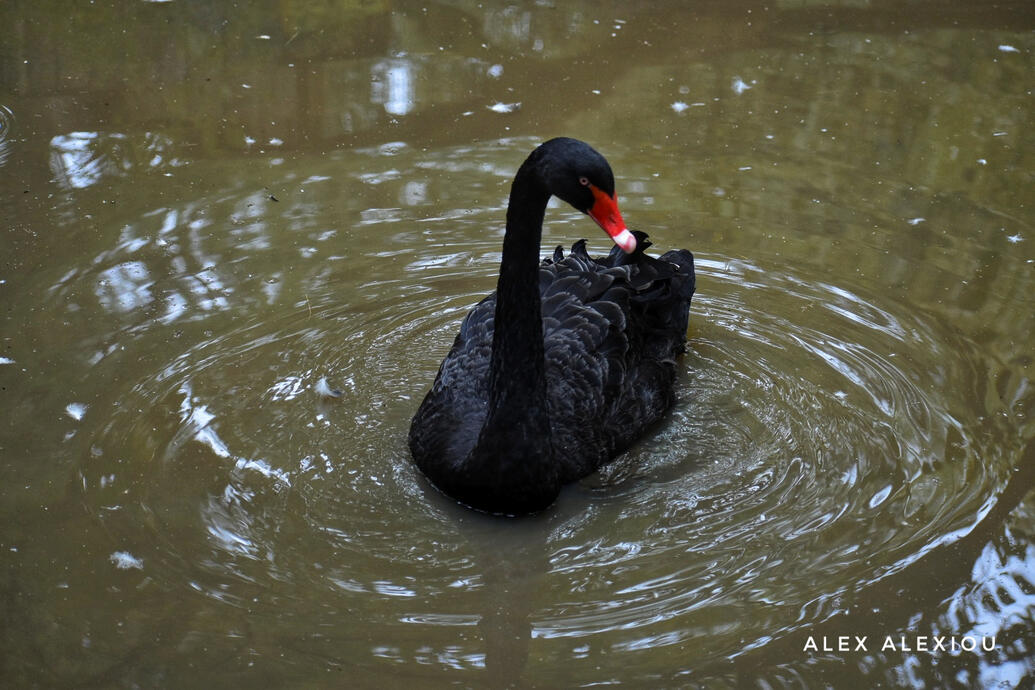 Black swan | Cygnus atratus