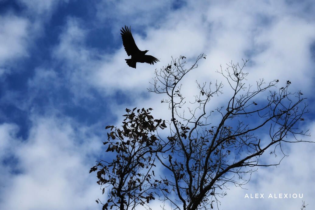 Turkey Vulture | Cathartes aura