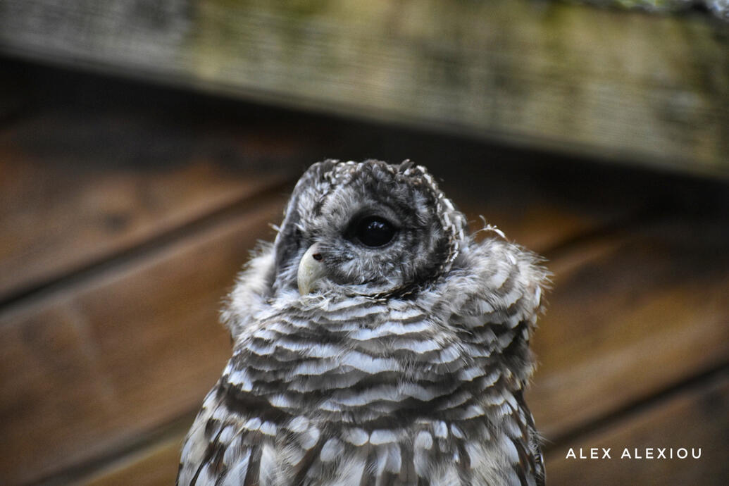 Barred Owl | Strix varia