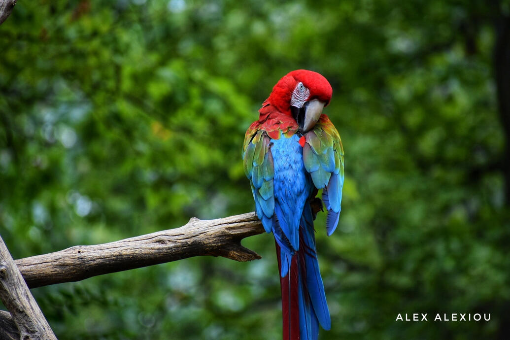 Scarlet Macaw | Ara macao