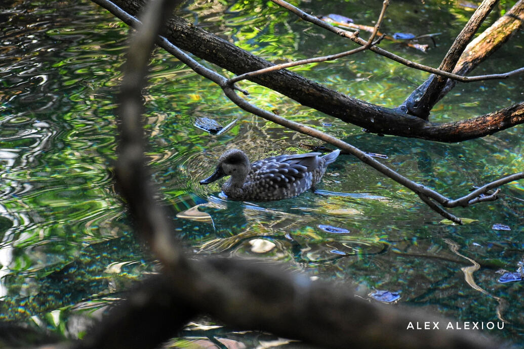 Marbled Duck | Marmaronetta angustirostris