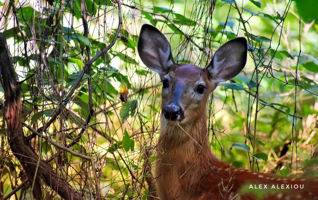 White-tailed deer |Odocoileus virginianus